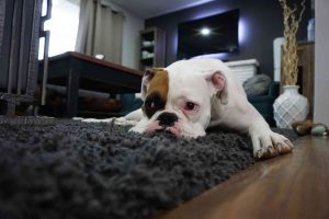 Carpet