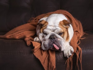 How to Prevent Apartment Damage When you Own a Pet