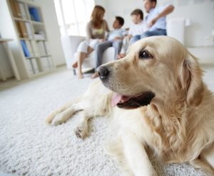 apartments of wildewood apartment living tips for dog owners apartments of wildewood apartment living tips for dog owners