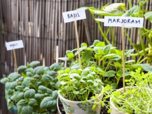 apartments of wildewood balcony gardens edible plants apartments of wildewood balcony gardens edible plants