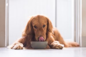 apartments of wildewood pet care options vacations apartments of wildewood pet care options vacations