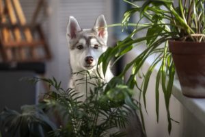 apartments of wildewood toxic plants pet owners apartments of wildewood toxic plants pet owners