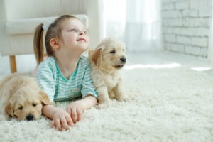 What to Do to Keep Your Apartment Carpets Clean from Your Pets?