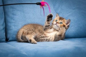 A Handy Guide for Living in a Pet-Friendly Apartment