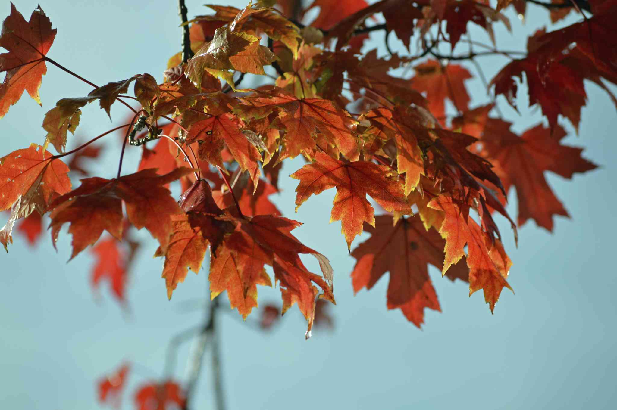 autumn apartment