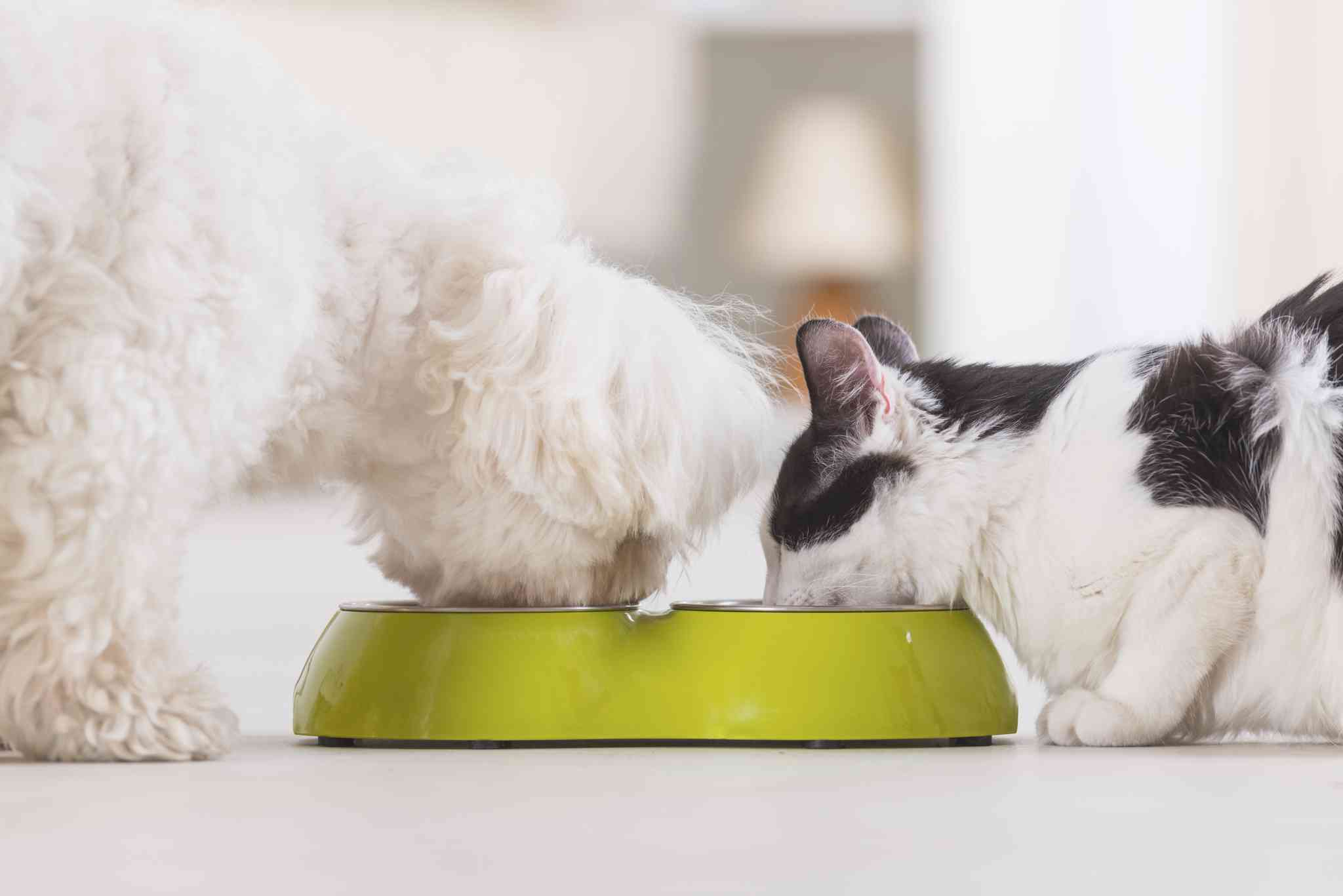 While it may take a little extra effort, keeping your pet content with your new apartment is an important part of being a pet owner!