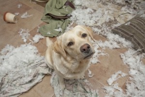 pets, cleaning