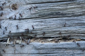 bugs, apartment