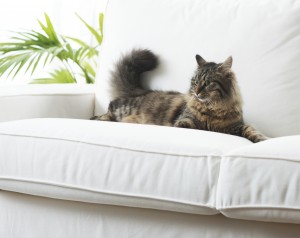 Cat Proofing Your Apartment