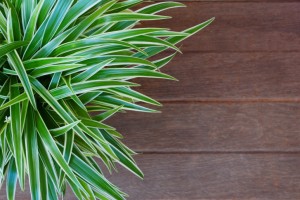 spider plant apartment plant