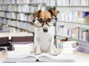 dog, training