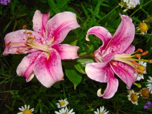 Lilies are beautiful flowers, but the entire plant is dangerously toxic to cats. Watch out for them in flower delivery bouquets and keep them away from your cat!